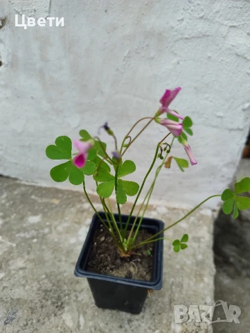 Продавам зелена детелина 