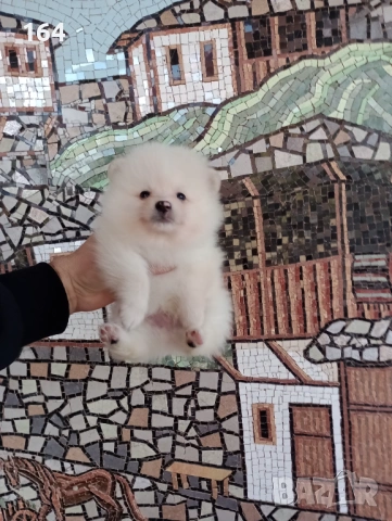 Померани. Реални снимки!, снимка 7 - Померан - 53120044