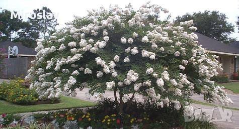 Лагерстремия (Индийски Люлюк)-Промоция, снимка 9 - Градински цветя и растения - 41441899