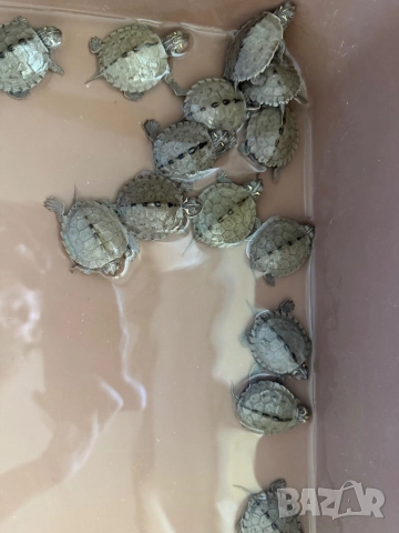 Продавам водни костенурки, снимка 3 - Костенурки - 52907554