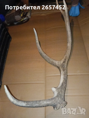Рог от елен , снимка 7 - Декорация за дома - 53842371