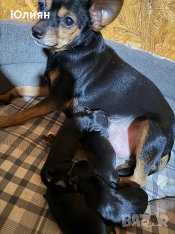 Пинчерчета , снимка 11 - Пинчер - 53748009