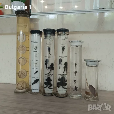 консервирани препарирани влечуги в стъкло, снимка 2 - Други ценни предмети - 55942072