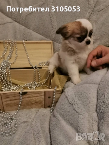 Чихуахуа , снимка 10 - Чихуахуа - 47738532