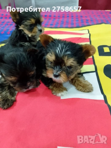 Йоркширски териер, снимка 6 - Йоркширски териер - 52923199