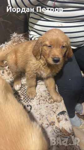 Голдън ретривър , снимка 9 - Голдън ретривър - 53274440