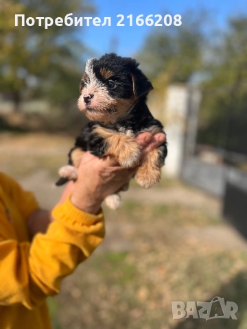 Йоркширски териер , снимка 9 - Йоркширски териер - 52141304