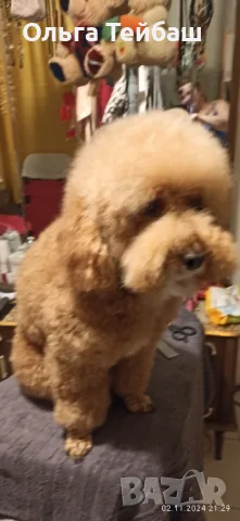 Пудел момче търси приятелка, снимка 8 - Пудели - 47853140