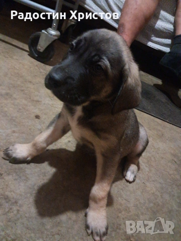 Продавам куче кане корсо, снимка 3 - Кане корсо - 53669842