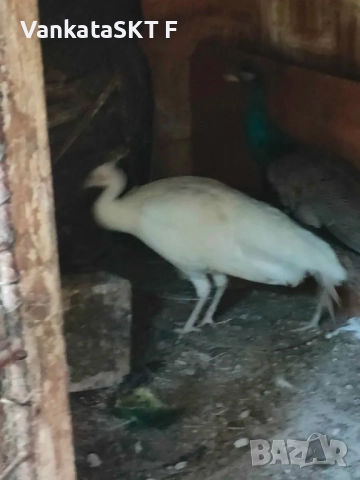 Продавам дво̀йка Арлекини, снимка 1