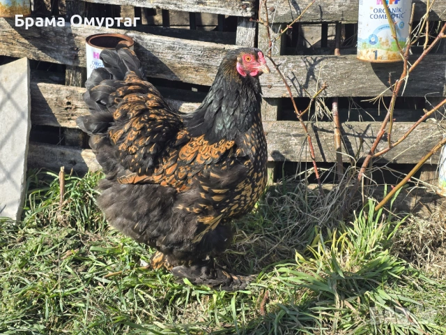 Продавам разплодни яйца от Златно кантирана Брама/Gold Laced Brahma, снимка 17 - Кокошки и пуйки - 50242172