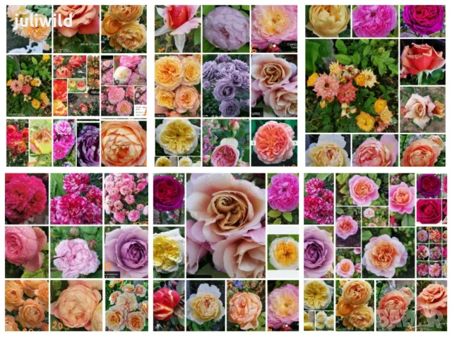 Рози резници , снимка 1