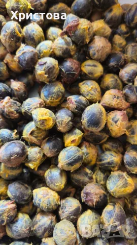 Палма Бутия - Пресни семена, снимка 3 - Градински цветя и растения - 47279992