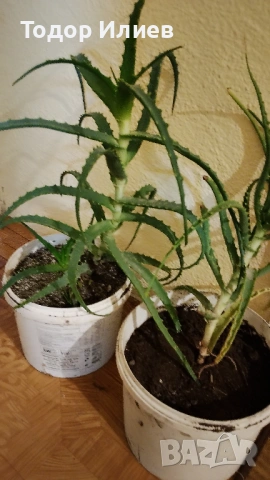 Живо алое вера за лечебна напитка – големи и малки растения, снимка 6 - Стайни растения - 53244971