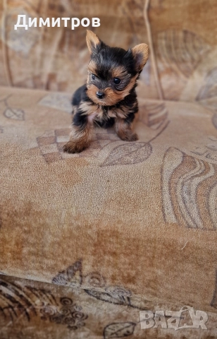 продавам мини Йоркширски териер ваксинирани и обеспаразитени 