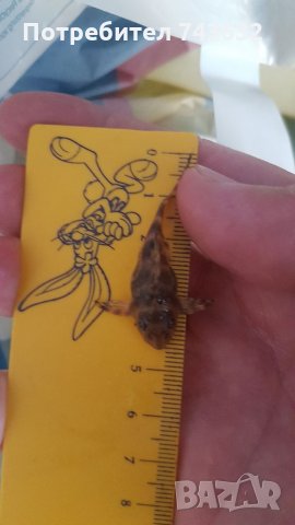 Hypancistrus sp. L333, снимка 4 - Рибки - 34023004