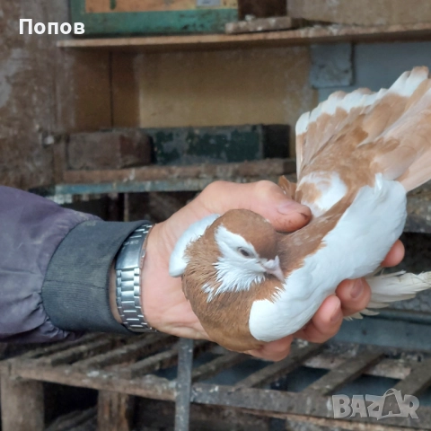 Продавам гълъби, снимка 7 - Гълъби - 52724895