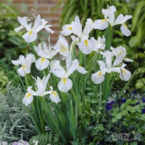 Ирис Dutch White , снимка 4 - Градински цветя и растения - 44505725