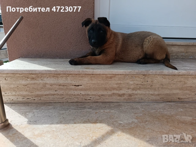 Белгийска овчарка малиноа. Чистокръвни. , снимка 7 - Белгийска овчарка - 53275554