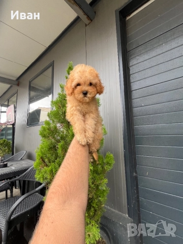 Той пудел, снимка 1