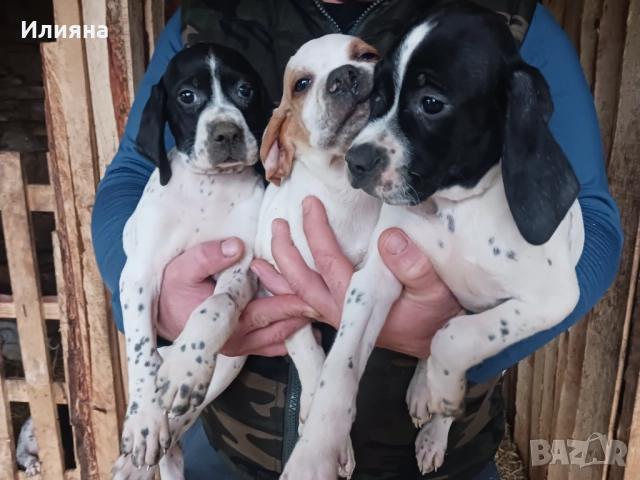 Пойнтери, снимка 11 - Пойнтер - 52724704