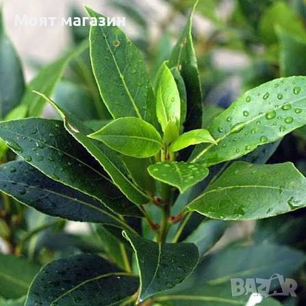 Дафинов лист, снимка 5 - Градински цветя и растения - 53649892