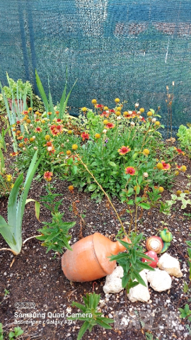 продавам големи разстения Гайлардия , снимка 4 - Декорация за дома - 44717947