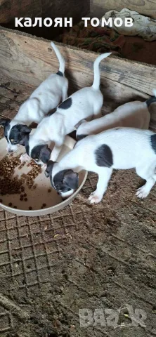 куче 🐕 Джак Ръсел , снимка 5 - Джак ръсел териер - 55622524