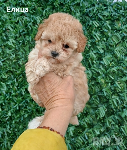 Малтипу/Той пудел , снимка 6 - Пудели - 51832511