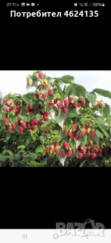 Продавам разсад ягоди, снимка 10 - Сортови семена и луковици - 52068496