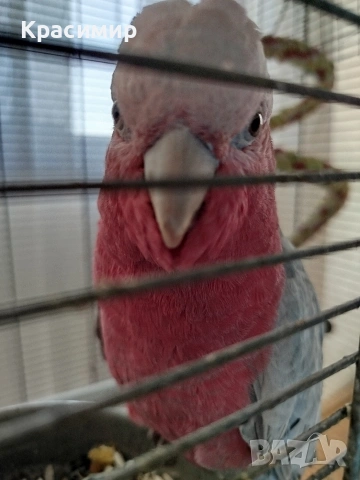 различни видове птици