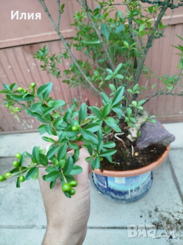 Бонсай заготовка Лигуструм , снимка 11 - Градински цветя и растения - 51556598