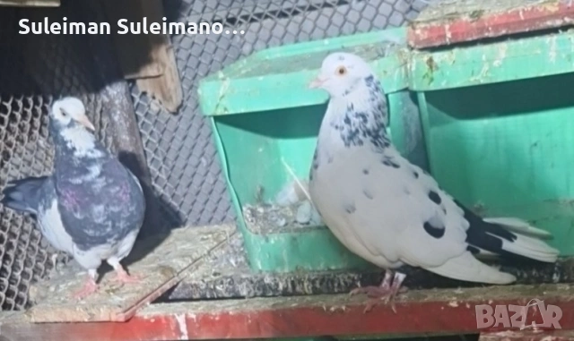 Въртеливи гълъби 13 броя 50 евро, снимка 8 - Гълъби - 53078995