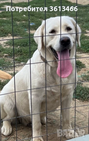 Лабрадор ретривър бели женски, снимка 4 - Лабрадор ретривър - 52872937