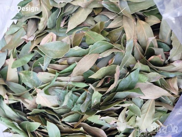 Дафинов лист, снимка 2 - Градински цветя и растения - 51085415