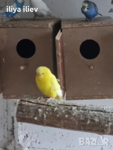 вълнисти папагали, снимка 4 - Папагали - 53569453