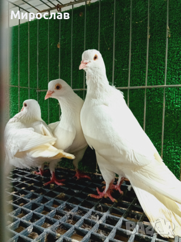 Пазарджишки гълъби , снимка 4 - Гълъби - 44624438