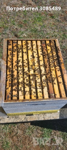 Пчелни семейства и отводки 