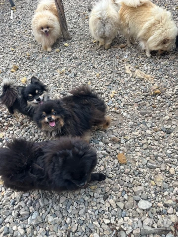 Померан , снимка 2 - Померан - 51081313