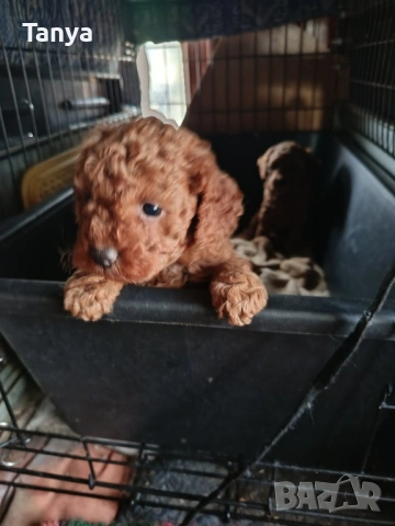 Той пудел, снимка 2 - Пудели - 53781898