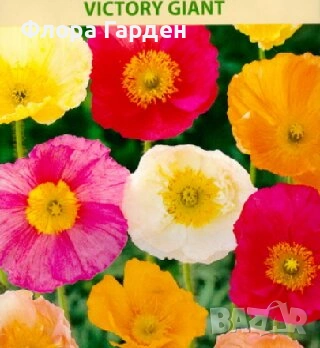 СЕМЕНА - Цветя двугодишни и многогодишни