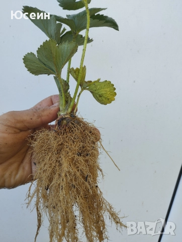 Ягоди сорт Зенга-Зенгана, снимка 4 - Разсади - 52900677