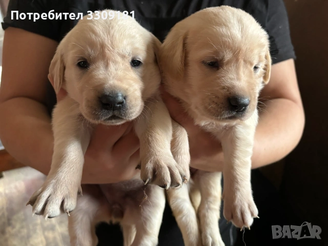 Голдън ретривър