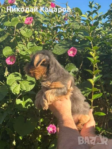 Йоркширски териер , снимка 7 - Йоркширски териер - 52536609