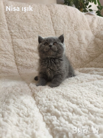 оставям тук една мечка уникален подарък за вашите любими в българия няма по красива котка от тази 