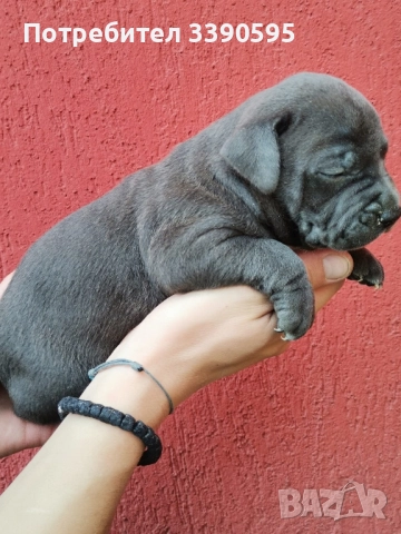 американски сиви питбулчета , снимка 4 - Питбул - 51913781