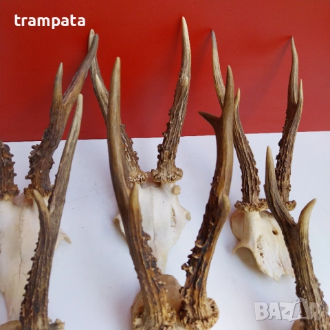 НАЙ ДОБРАТА ОФЕРТА Стари Немски Трофей, рога Сръндаг , снимка 3 - Антикварни и старинни предмети - 53710820