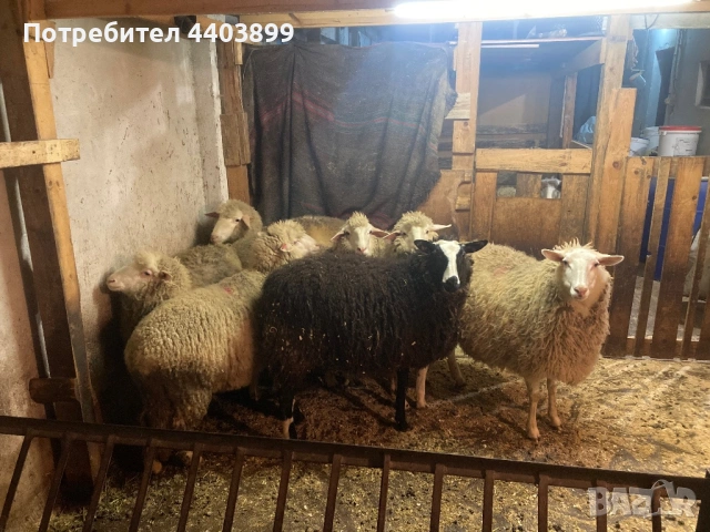 8 Броя млади овце, снимка 2 - Овце - 53576523
