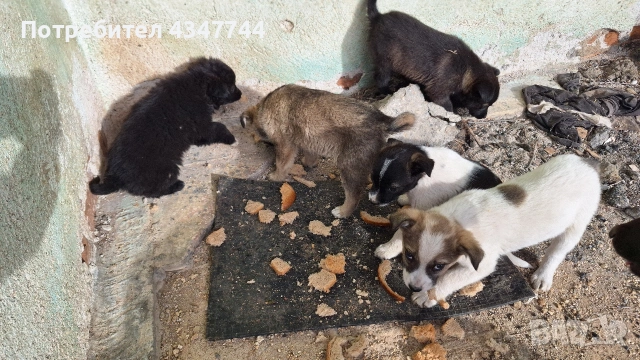 Подаряват се 6 малки кученца. , снимка 5 - Други - 53070675