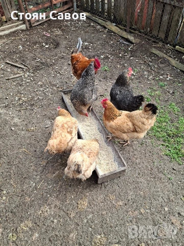 Кокошки, снимка 5 - Кокошки и пуйки - 53716237